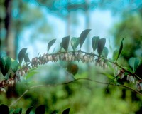 lyonia lucida 1.jpg